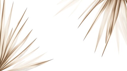 Obraz premium Beige palm leaves, white background, design