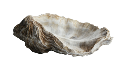 A solitary, rugged oyster shell with rough textures, placed on a white background, showcasing its raw natural form.