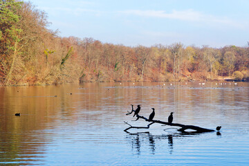 Cormorants in the Commelles lake. Oise - Pays de France Regional Nature Park 