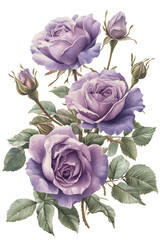 bouquet of pink roses