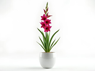 Obraz premium Flowers on a white background
