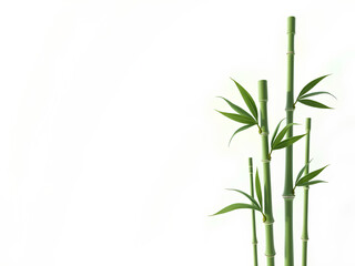 Naklejka premium Branches of bamboo on white background