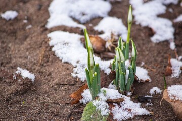 Blooming buds of snowdrops in the snow