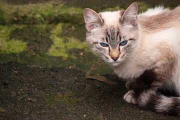  Siamese cat with blue eyes close up