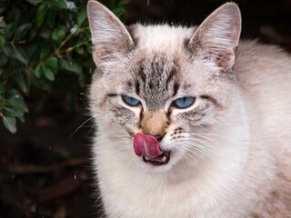  Siamese cat with blue eyes close up