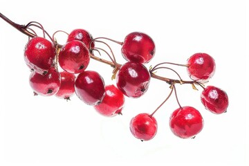 Cranberries with leaves isolated on white background. Clipping path