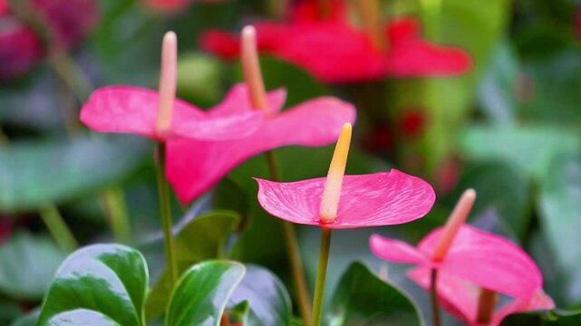Anthurium andraeanum (flamingo flower, tailflower, painter's palette, oilcloth flower, laceleaf, kuping gajah) flower. The whole plant is toxic. It contains saponins and crystals of calcium oxalate
