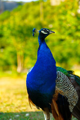 Majestic peacock displays vibrant plumage in a lush green environment during daylight