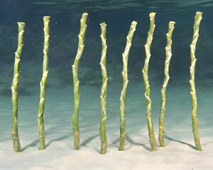 Underwater Seagrass Shoots Growing in Sandy Seabed