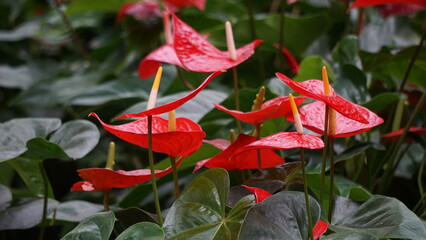 Anthurium andraeanum (flamingo flower, tailflower, painter's palette, oilcloth flower, laceleaf,...