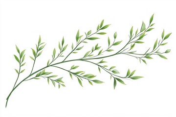 Naklejka premium Elegant green branch with leaves on white background botanical illustration nature art