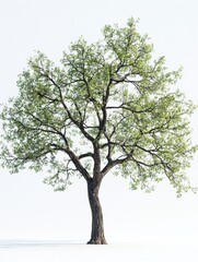 Obraz premium A beautiful green tree isolated on a white background.