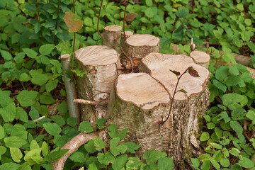 Wood, stump and chopped in forest, outdoor and leaves with production, fuel and organic material at lumber yard. Environment, trunk and log with industry, supply and foliage in nature in Denmark