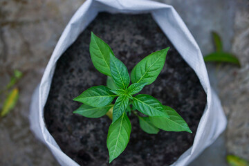 Green chili pepper seedling plant top view