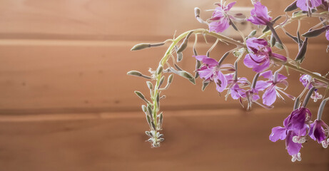 fireweed ivan tea on the background of a wooden wall with a copy of the space