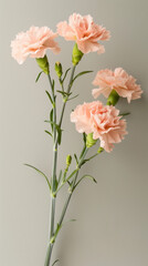 Peach Carnation Stems with Soft Green Leaves Against a Neutral Background