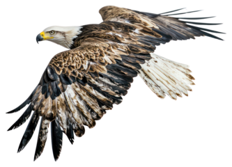 PNG Bale Eagle flying eagle bird photography.