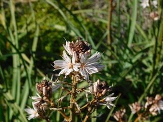 A red and black insect on a blooming asphodelus plant, in Attica, Greece