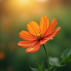 Obraz premium Soft focus of an orange cosmos flower on a dry leaf with warm backlight, plant details, flora, natural light