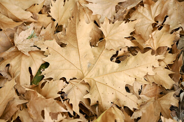 Plane tree leaves drying and falling to the ground in autumn