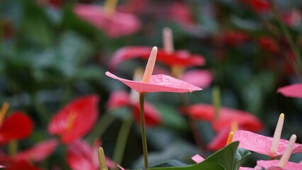 Anthurium andraeanum (flamingo flower, tailflower, painter's palette, oilcloth flower, laceleaf,...