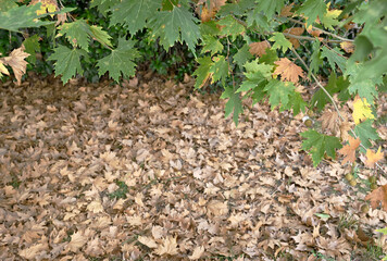 Plane tree leaves drying and falling to the ground in autumn