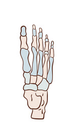 Foot bones vector illustration