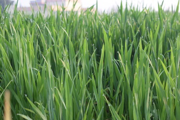 Asian agriculture seasonal crops in growing process, Seedlings of young shoots on field in spring. Green wheat sprouts on field against sky and clouds. Slow motion. Concept of life, growing sprouts. 