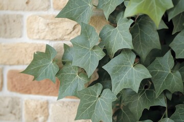 Lush Green Ivy Leaves Climbing Brick Wall Background