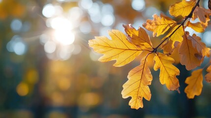 Fototapeta premium Warm Autumn Forest Background with Colorful Leaves and Soft Sunlight Streaming Through