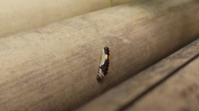 caterpillar in the bush