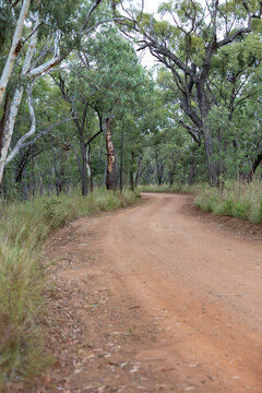 gravel road sharp bend outback track tree lined bush