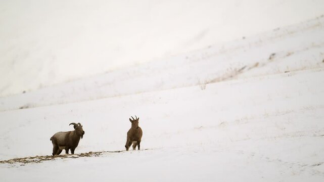 Himalaya Ibex male with long horns and female grazing in a snow covered mountain landscape