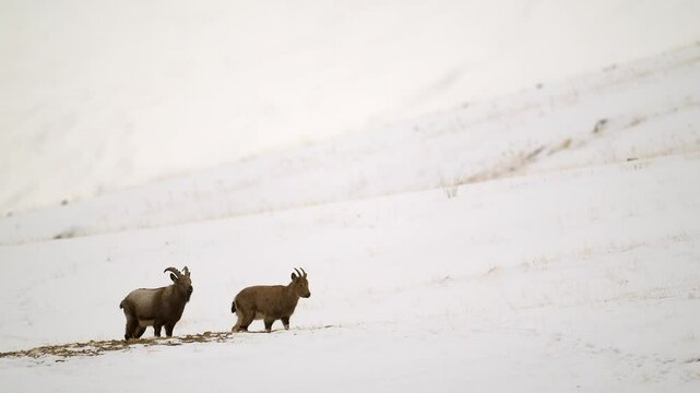 Himalaya Ibex male with long horns and female grazing in a snow covered mountain landscape
