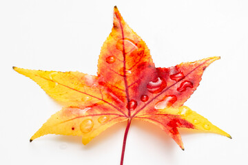 Isolated leaves of different trees dyed by the colors of autumn