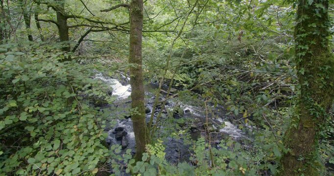 Extra Wide shot of the river sychryd looking though trees.