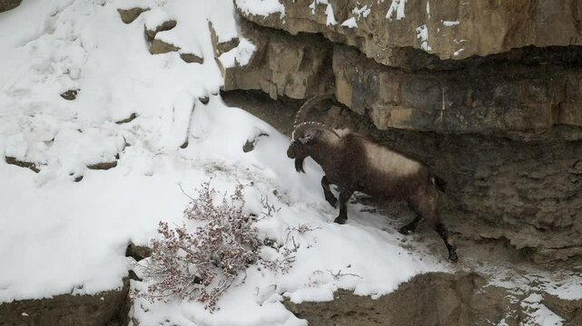 Himalayan Ibex male with long horn taking shelter during a Himalaya snow storm