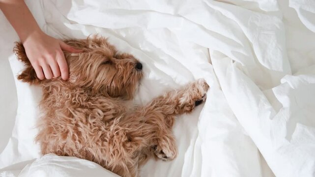 Dog of a Cavapoo or Cockapoo breed in home get sleep on the white bed. Close-up of curly brown dog cross between a poodle and a spaniel.
