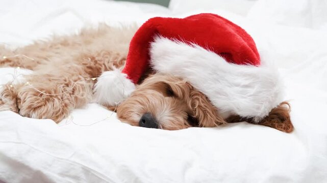 Dog of a Cavapoo or Cockapoo breed in home on the white bed in Christmas Santa's hat.  Dog cross between a poodle and a spaniel. 