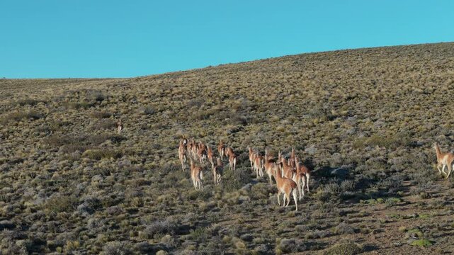 Guanaco llama herd running in a valley. Patagonia Argentina Chile
