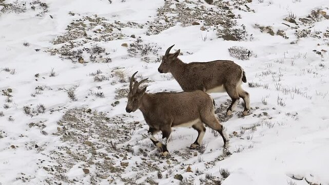 Himalaya Ibex family grazing in a snow covered mountain landscape