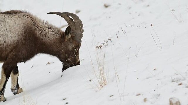 Himalayan Ibex male with long horn eating in a snow covered mountain landscape