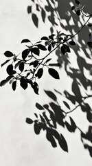 Shadows of leaves cast on a white wall create an artistic pattern in natural light