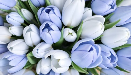 Obraz premium A serene bouquet of soft sky blue and icy white tulips, blending pastel hues for a dreamy, calming floral composition.