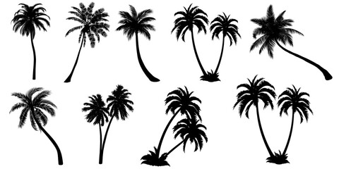 Set of Palm silhouettes of different types and shapes isolated on white background. Illustration.