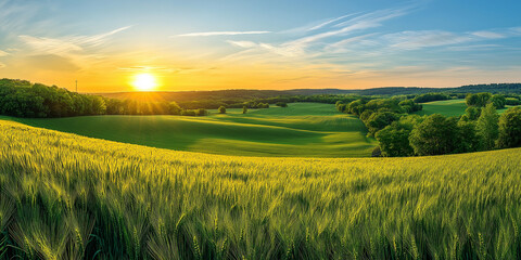 Fototapeta premium summer landscape green fileds and blue sky