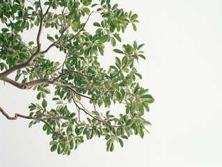 Vibrant green leaves against a pale background.