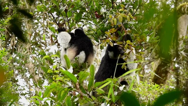 Indri indri Lemur in Madagascar forst tree 
