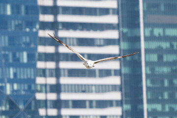 Seagulls flying between high-rise buildings in Lujiazui © Jin