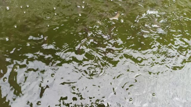 catfish breeding pond